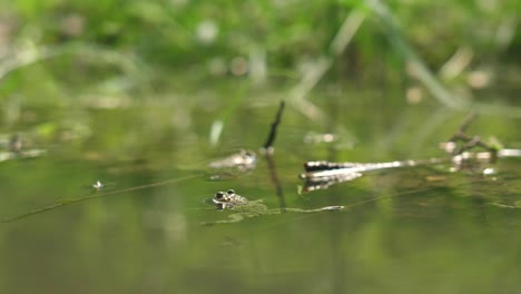 Two-yellow-bellied-toad-floating-in-a-pond